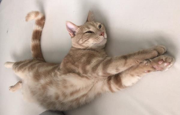 /Images/uploads/The Murphee and Sugar Angel Foundation/murpheeandsugar-pet-photo-contest-fundraiser/entries/27774thumb.jpg